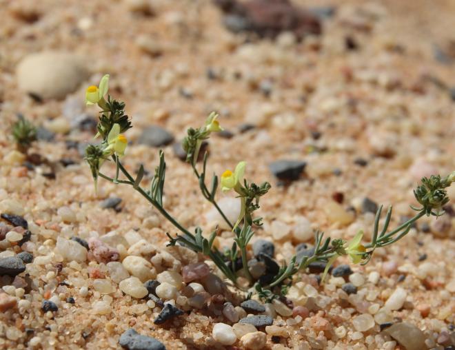 Whole plant