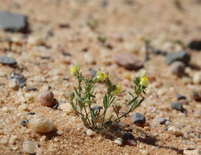 Whole plant