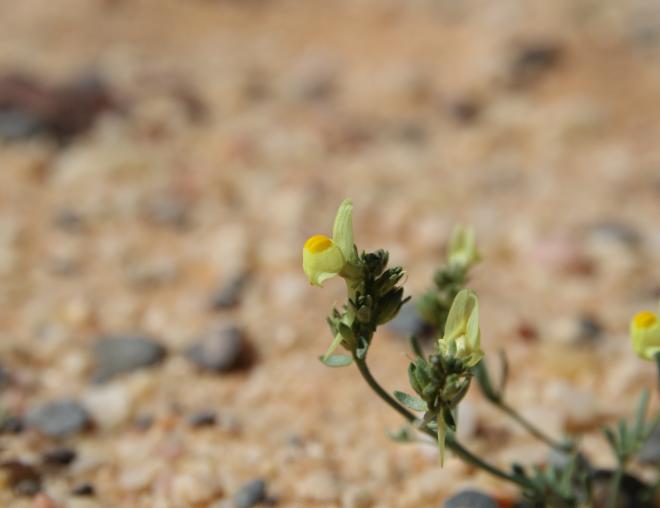 Linaria simplex flower