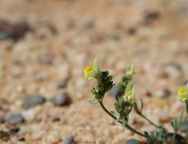 Linaria simplex flower