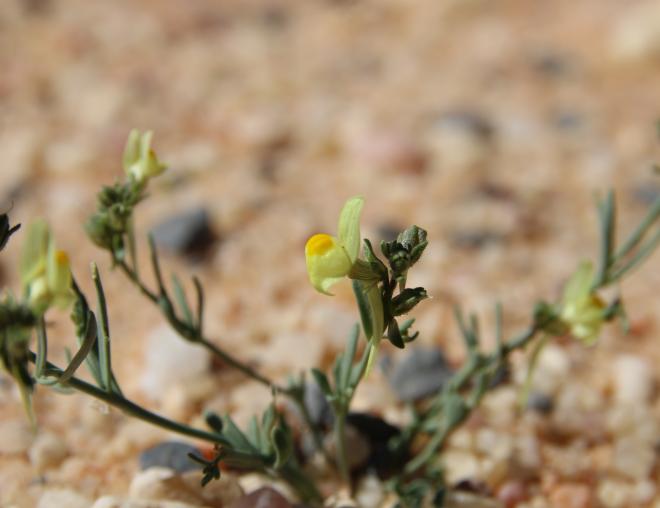 Linaria simplex flower