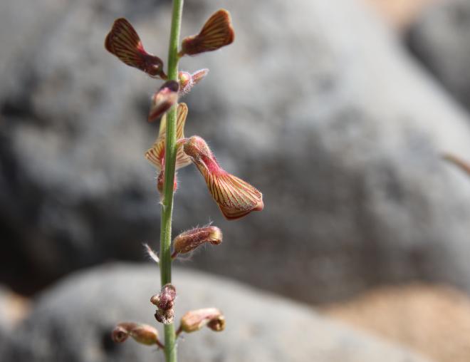 Onobrychis ptolemaica flower