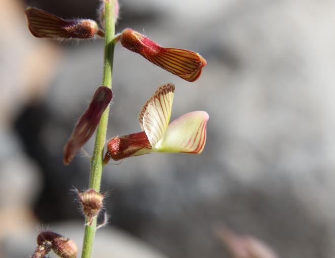 Onobrychis ptolemaica flower