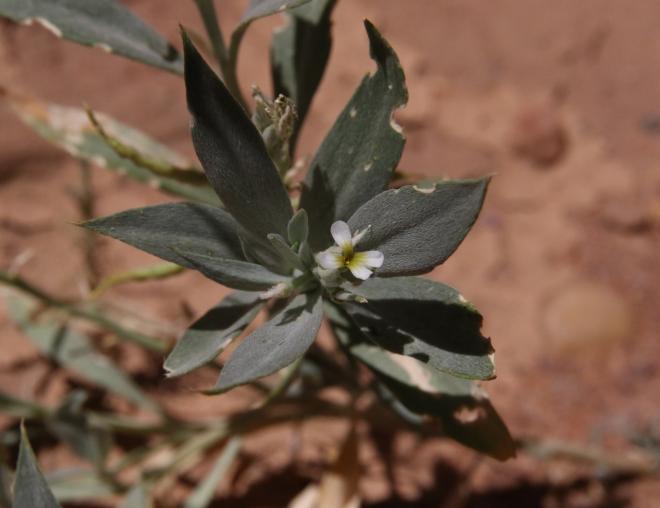 Farsetia aegyptia flower