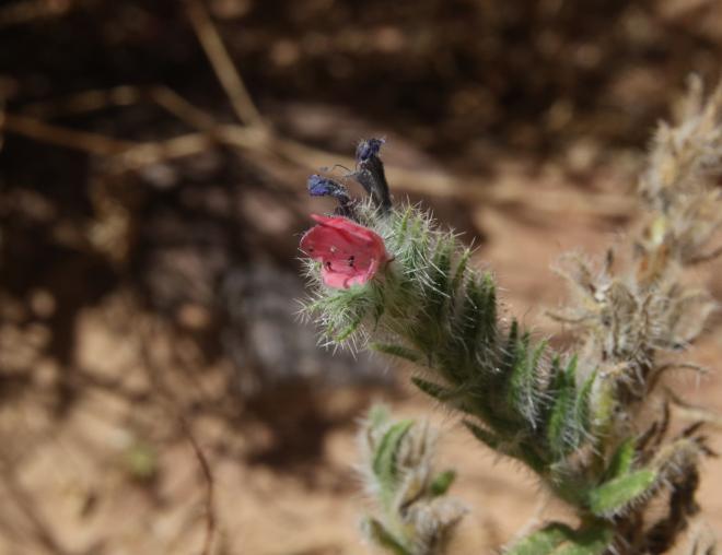 Echium rauwolfii flower
