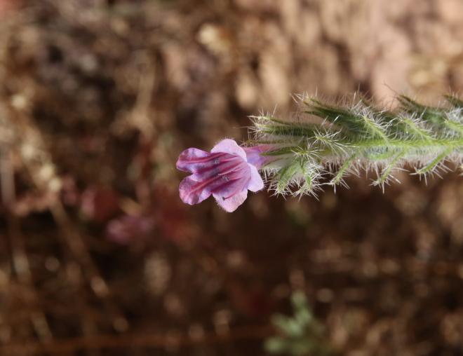 Echium rauwolfii flower