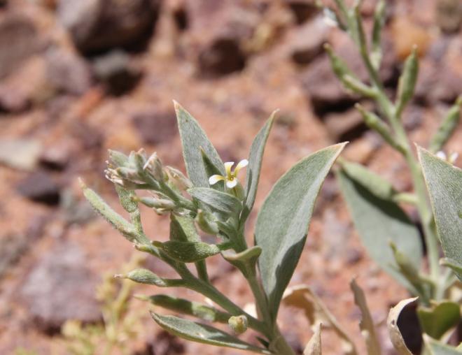 Farsetia aegyptia flowers