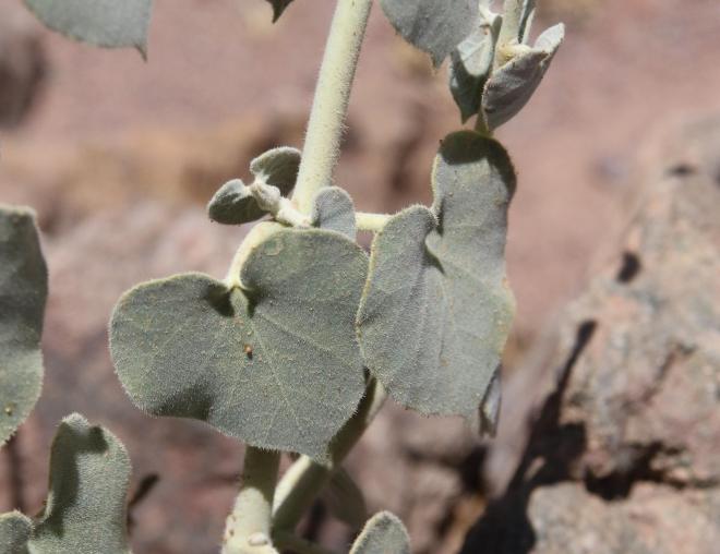 Pergularia tomentosa leaves