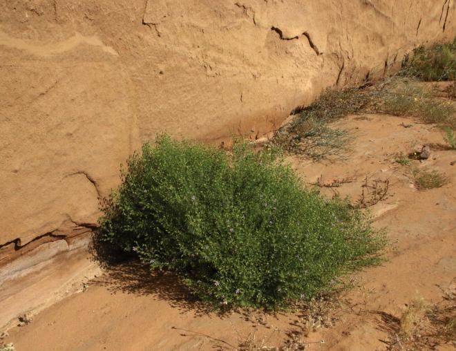 Whole plant