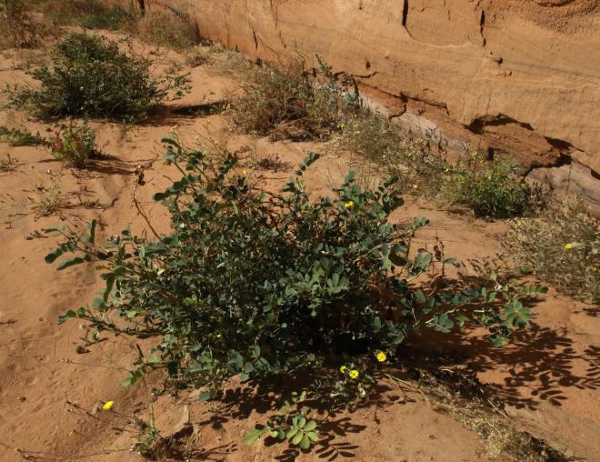 Whole plant