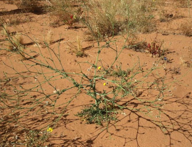 Whole plant