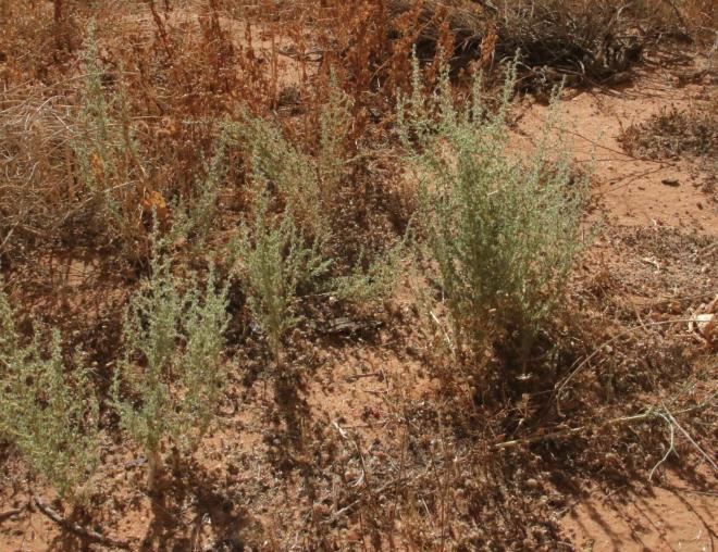 Whole plant