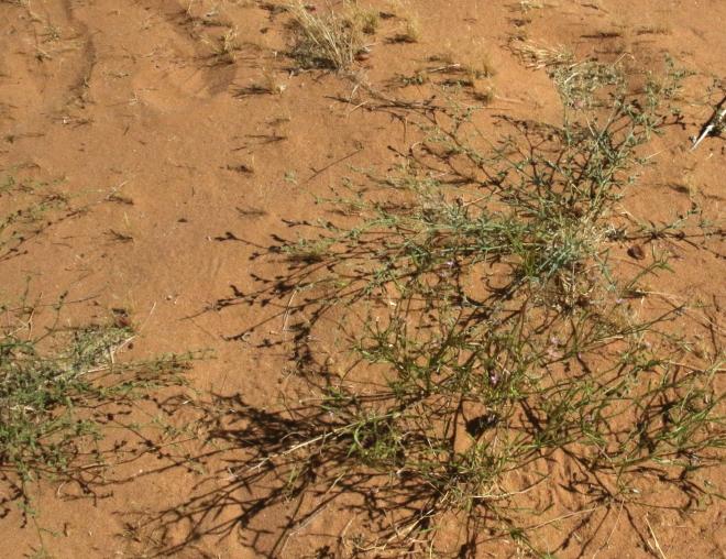 Whole plant