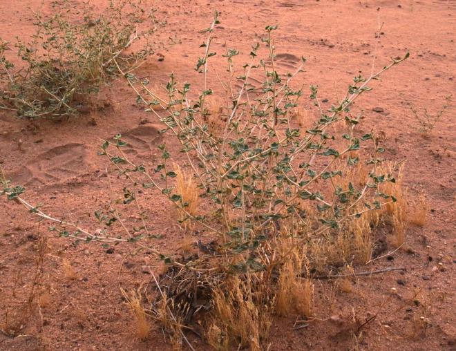 Whole plant