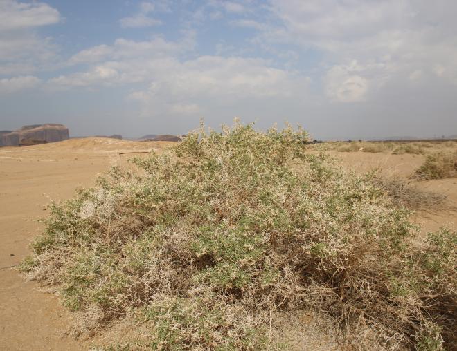 Whole plant