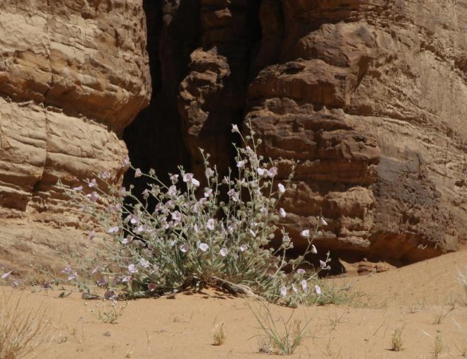 Whole plant