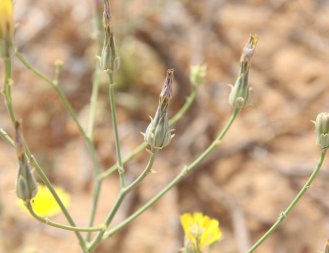 Launaea mucronata flowers