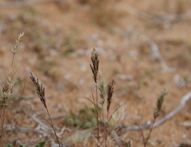 Whole plant