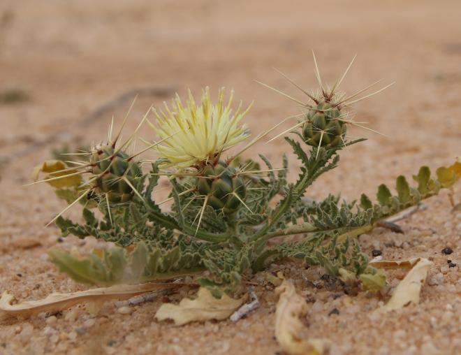 Centaurea scoparia with leaves and flowers