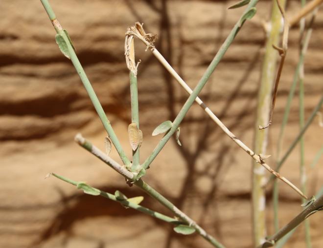 Periploca aphylla leaves