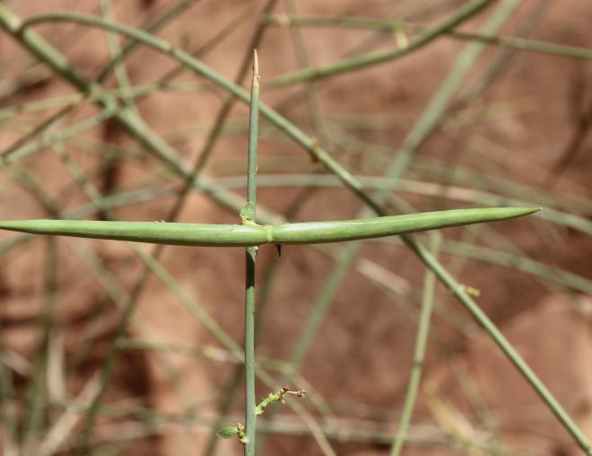 Periploca aphylla fruits