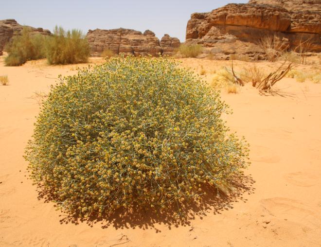 Whole plant
