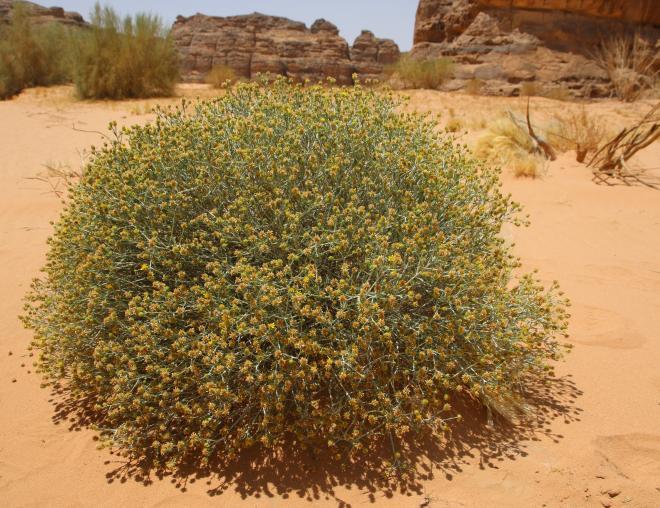 Whole plant