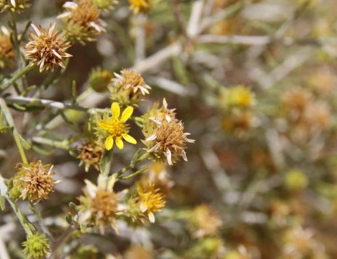 Rhanterium epapposum flower