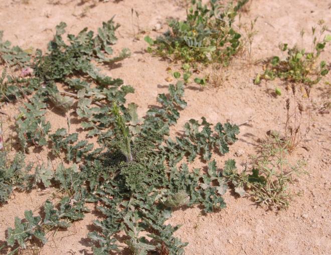 Coincya tournefortii leaves