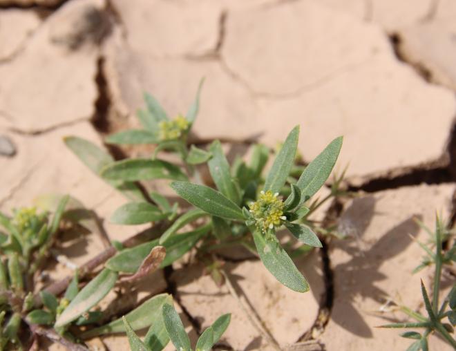 Notoceras bicorne flower