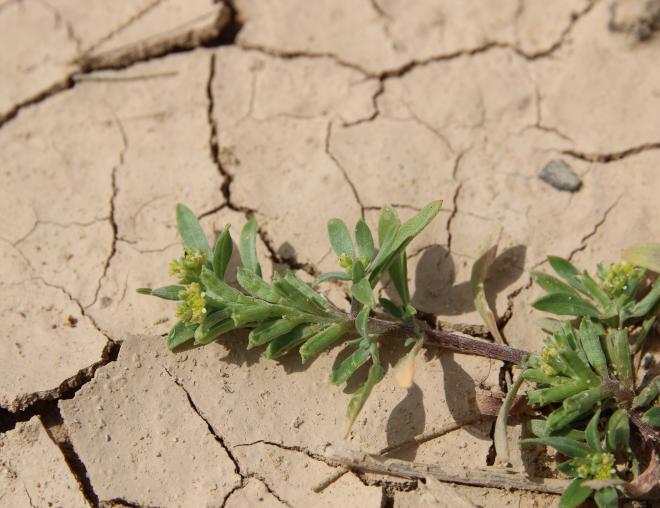 Notoceras bicorne fruits