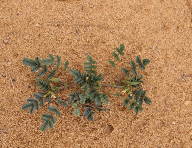 Whole plant