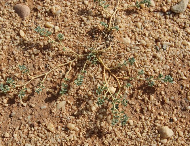 Whole plant