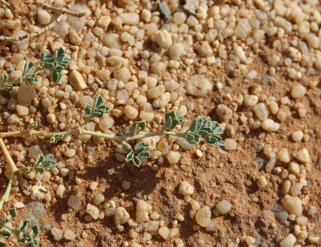 Seetzenia orientalis leaves