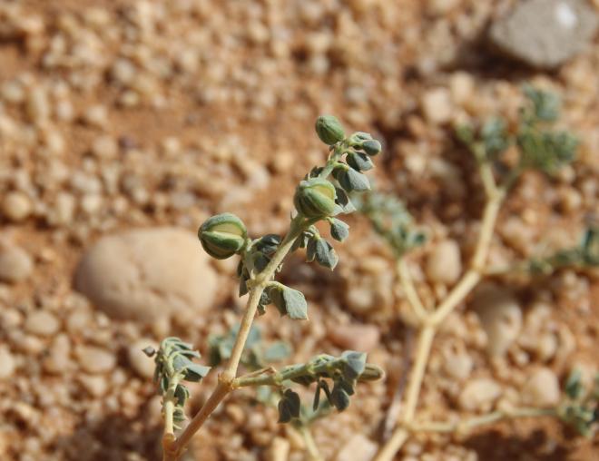 Seetzenia orientalis fruits