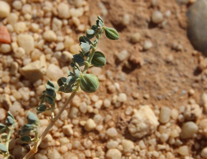 Seetzenia orientalis fruits