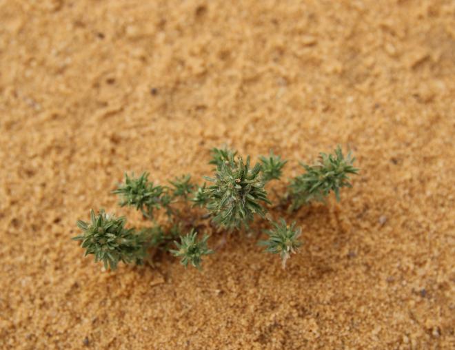 Whole plant