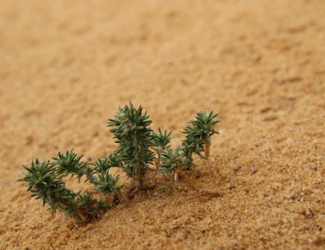 Whole plant