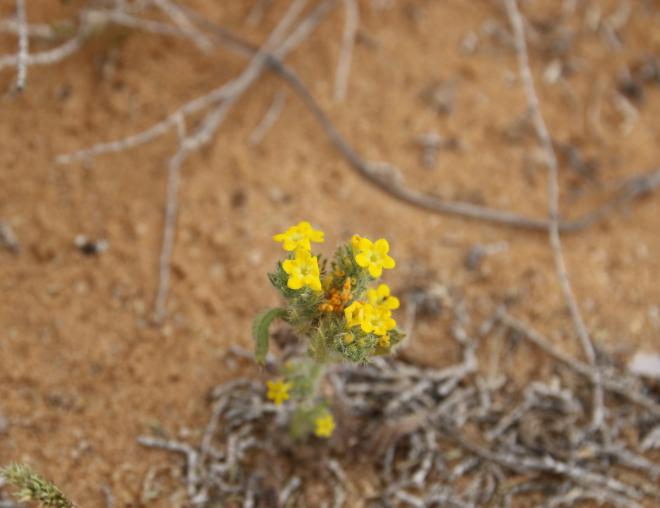 Arnebia hispidissima flowers