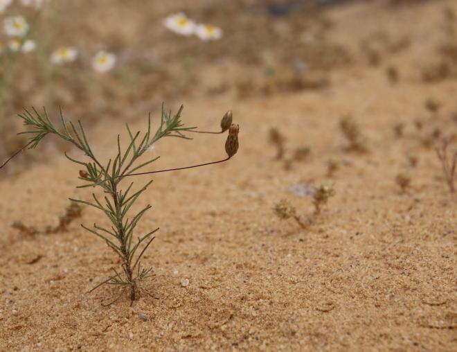 Whole plant