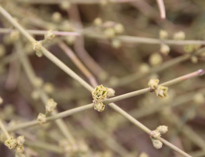 Ephedra alata fruits