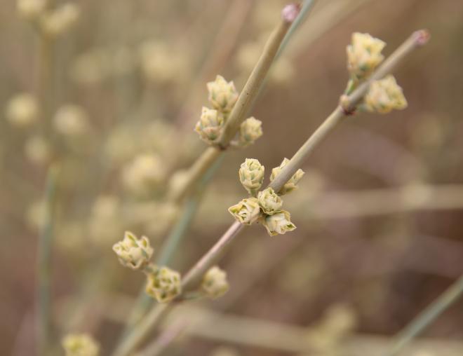 Ephedra alata fruits