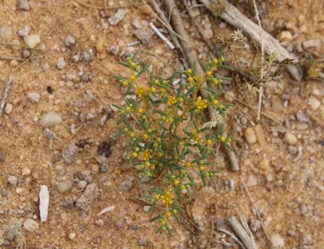 Whole plant