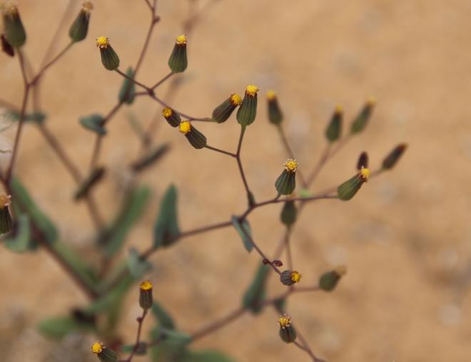 Senecio flavus flowers
