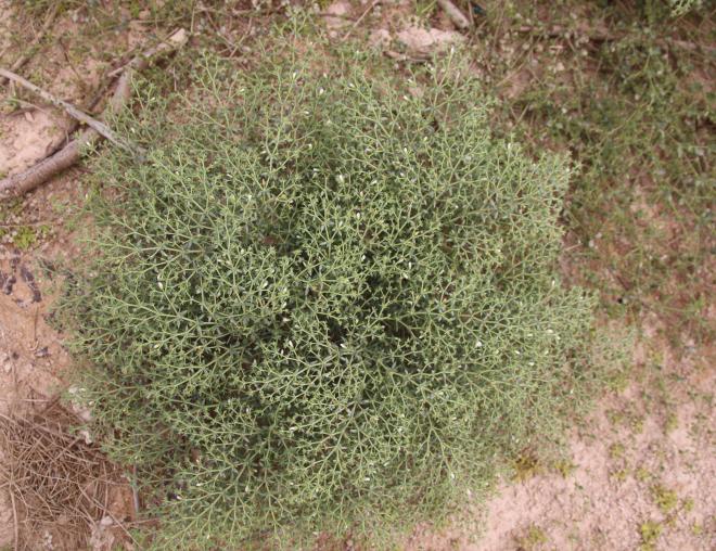 Whole plant