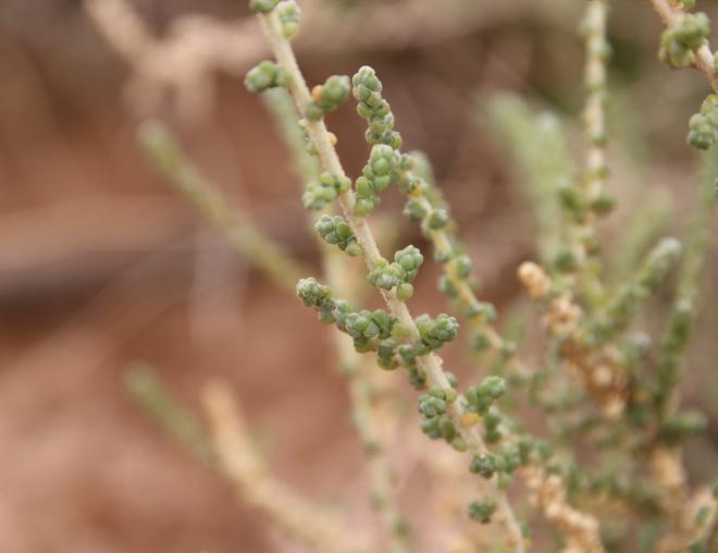 Caroxylon imbricatum leaves