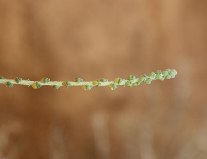Caroxylon imbricatum