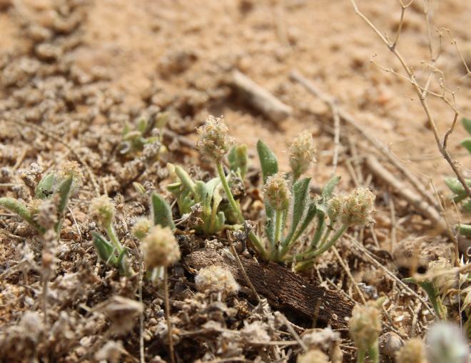 Whole plant