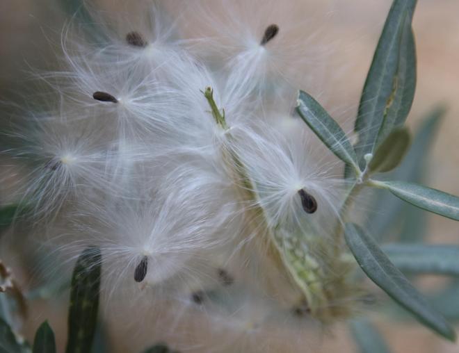 Gomphocarpus sinaicus fruit and seeds