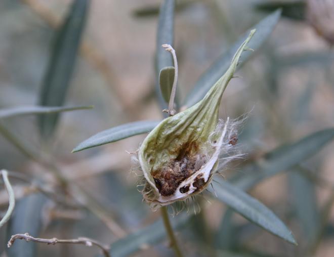 Gomphocarpus sinaicus fruit